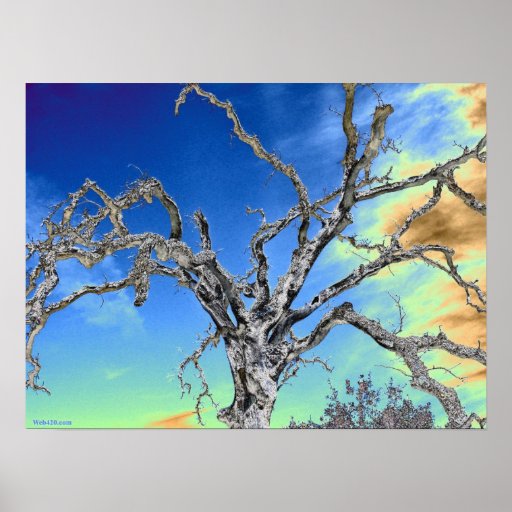 blue sky oak tree poster