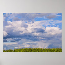 Blue Sky over Swiss Farmer's Cornfield posters