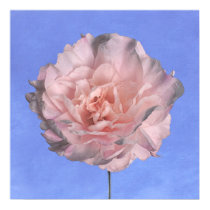 blue.sky~peony posters by masatokawai blue.sky~peony posters
