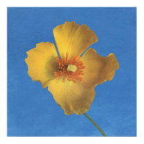 blue.sky~poppy-yellow posters by masatokawai blue.sky~poppy-yellow posters