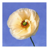 blue sky~ranunculus posters by masatokawai blue sky~ranunculus posters