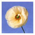 blue sky~ranunculus posters