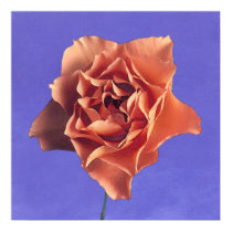 blue.sky~rose-orange posters by masatokawai blue.sky~rose-orange posters