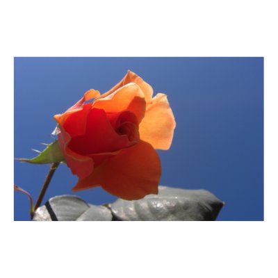 Blue Sky Rose Posters & Prints by wingedturtle