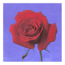 blue.sky~rose-red posters by masatokawai blue.sky~rose-red posters