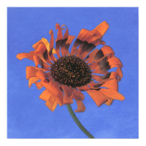 blue sky~rudbekia posters by masatokawai blue sky~rudbekia posters