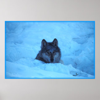 blue_snow_timber_wolf_print-r1ff7b5670b9