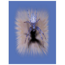 blue spider explosion t-shirts by JoniceC blue spider explosion t-shirts