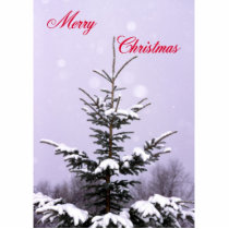 Blue spruce ornament photo sculptures by gbcimages3 Blue spruce ornament photo sculptures