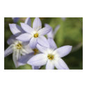 Blue Star Flowers posters