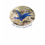 Blue starfish t shirt