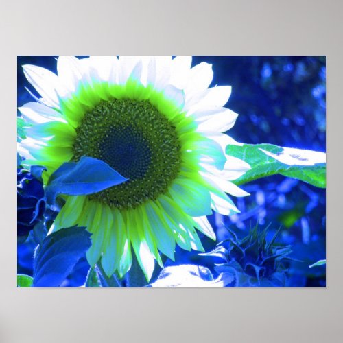 Blue Sunflower Print print