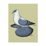 Blue Swallow Pigeon Postcard