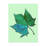 Blue Sycamore Post Cards
