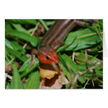 Blue tailed skink lizard-2 card