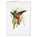 Blue Throated Hummingbird Cards