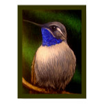 BLUE THROATED HUMMINGBIRD Poster BLUE THROATED HUMMINGBIRD Poster