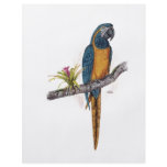 Blue Throated Macaw flyers