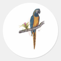 Blue Throated Macaw Stickers
