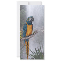 Blue Throated Macaw with Waterfall rack cards by tshirtdart Blue Throated Macaw with Waterfall rack cards