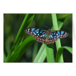 Blue Tiger Butterfly Greeting Cards