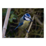 Blue-tit 1 card Blue-tit 1 card