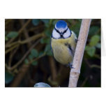 Blue-tit 2 greeting card Blue-tit 2 greeting card