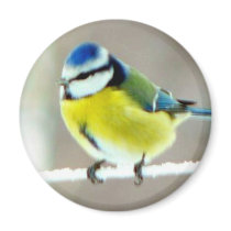 Blue Tit Bird Magnet