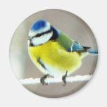 Blue Tit Bird Magnet