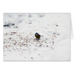 Blue Tit Eating Seed Card