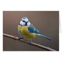 Blue tit - greeting card cards