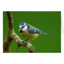 Blue Tit in the autumn greeting card cards