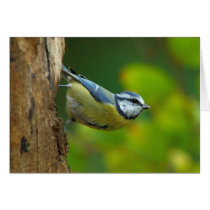 Blue Tit in the autumn greeting card cards