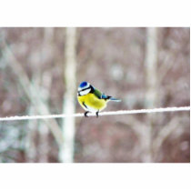 Blue Tit On Clothesline photo sculptures