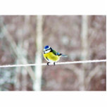 Blue Tit On Clothesline Photo Cutouts