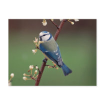 Blue Tit on rainy day postcard