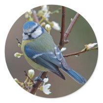 Blue Tit on rainy day stickers