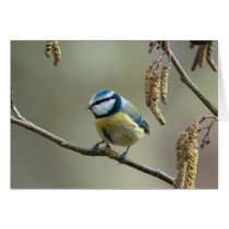 Blue Tit sitting in Red Alder tree - Alnus rubra cards