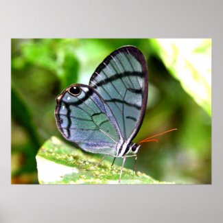 Blue Transparent Butterfly, Costa Rica print