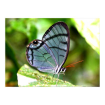 Blue Transparent Butterfly, Costa Rica posters by puravida08 Blue Transparent Butterfly, Costa Rica posters