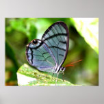 Blue Transparent Butterfly, Costa Rica Poster