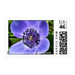 blue treasure, wandalechenephotography.com postage stamp