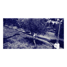 Blue Tree Photo Card Template