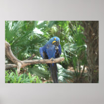 Blue Tropics posters
