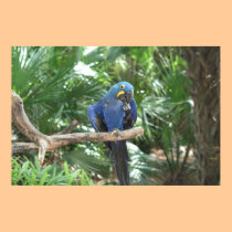 Blue Tropics posters