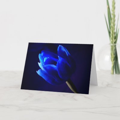 blue tulip photograph