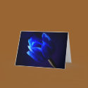 Blue tulip cards by JuliaGoss Blue tulip cards