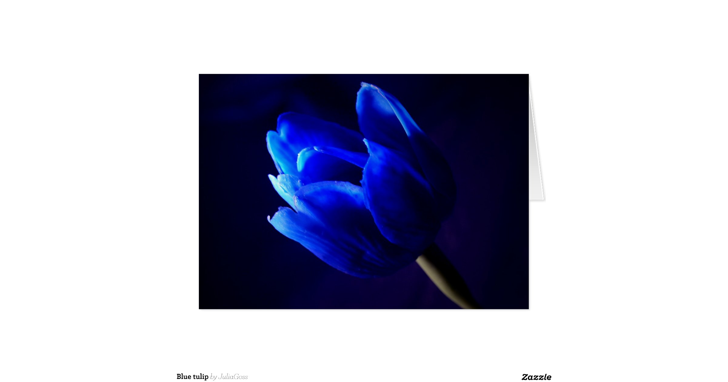 blue_tulip_greeting_cardr4db79ad8530443a5a28df11f1b60cef0_xvuak_8byvr
