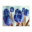 Blue Tulips postcards
