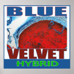 BLUE VELVET HYBRID POSTER